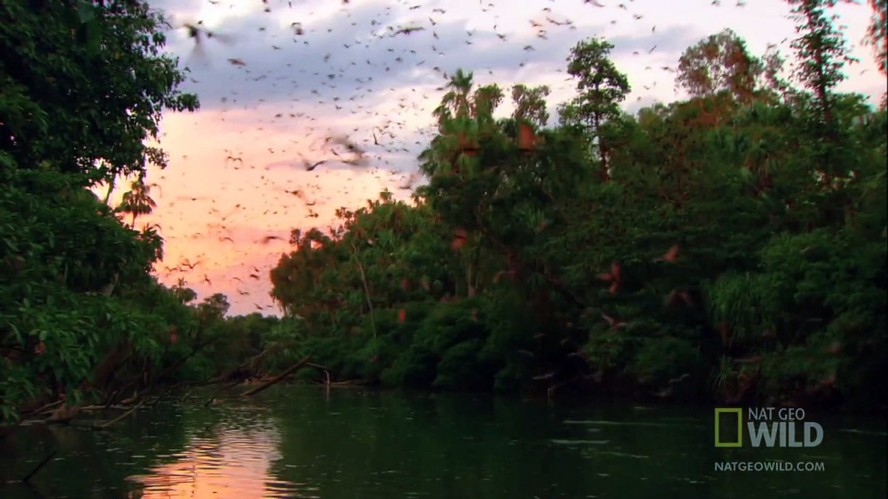 World's Weirdest - Flying Foxes