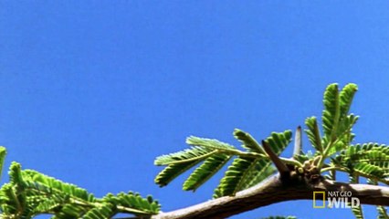 World's Weirdest - Giraffe Drool