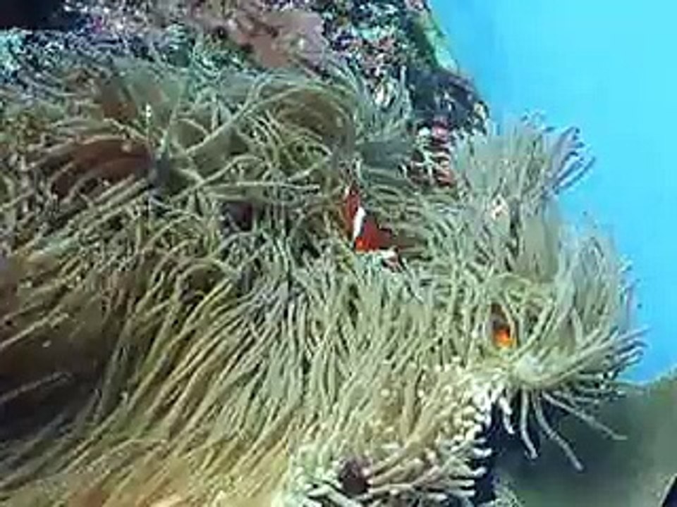 イソギンチャクと魚の共生（水族館、深海、ペット、海、動画、魚、生物）