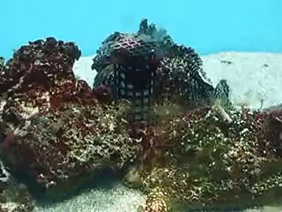 ストーンフィッシュの姿（水族館、深海、ペット、海、動画、魚、生物）