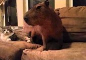 Friendly Capybara Enjoys Sharing Couch With Cat