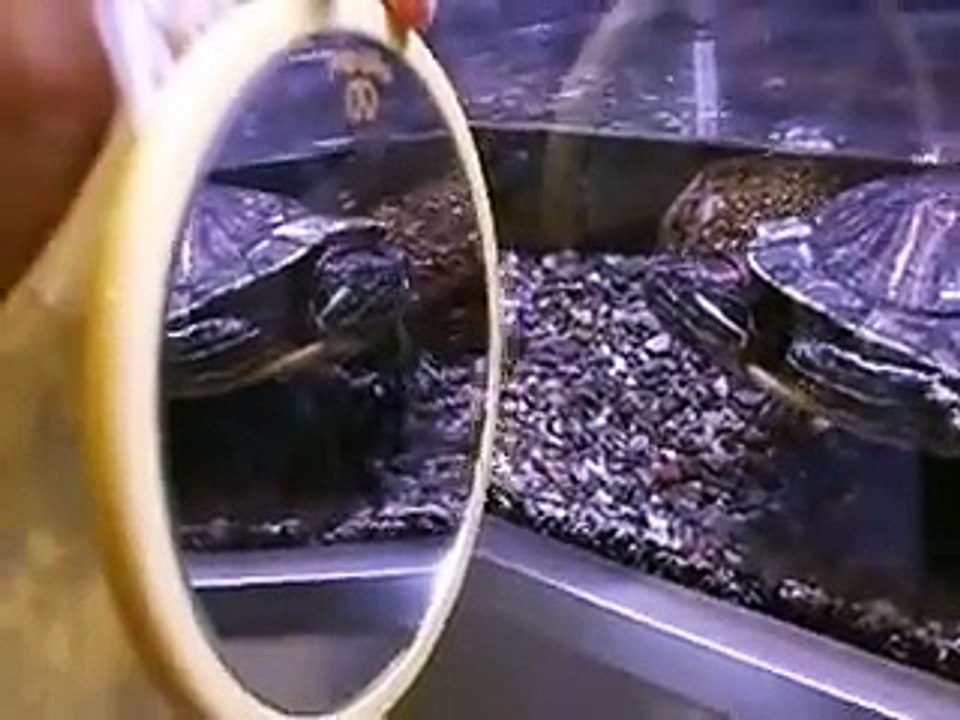 ミドリガメと鏡（水族館、深海、ペット、海、動画、魚、生物）