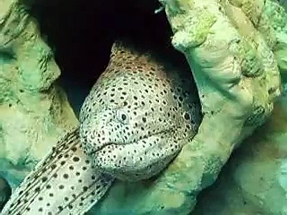 巨大ウツボとエビの共生（水族館、深海、ペット、海、動画、魚、生物）