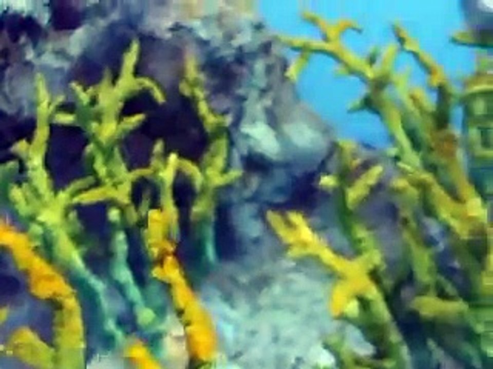 恐怖の人面魚（水族館、深海、ペット、海、動画、魚、生物）