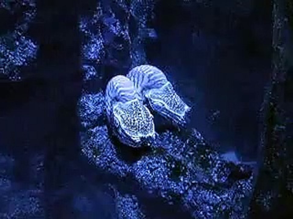 生きた化石、オウムガイの神秘２（水族館、深海、ペット、海、動画、魚、生物）