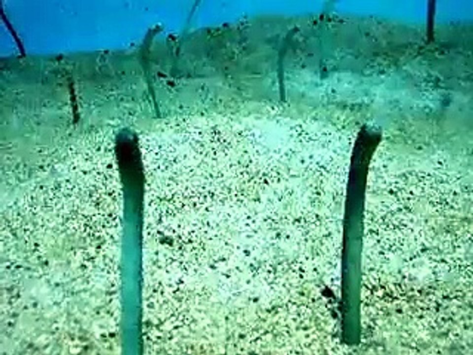 潜り魚（水族館、深海、ペット、海、動画、魚、生物）