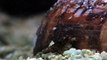 World's Weirdest - Killer Cone Snail