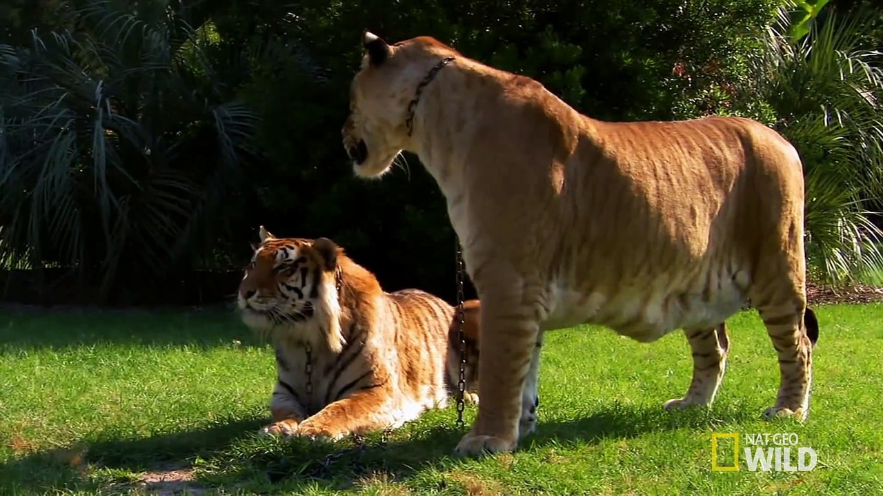 World's Weirdest - Lions, Tigers and Ligers! - video Dailymotion