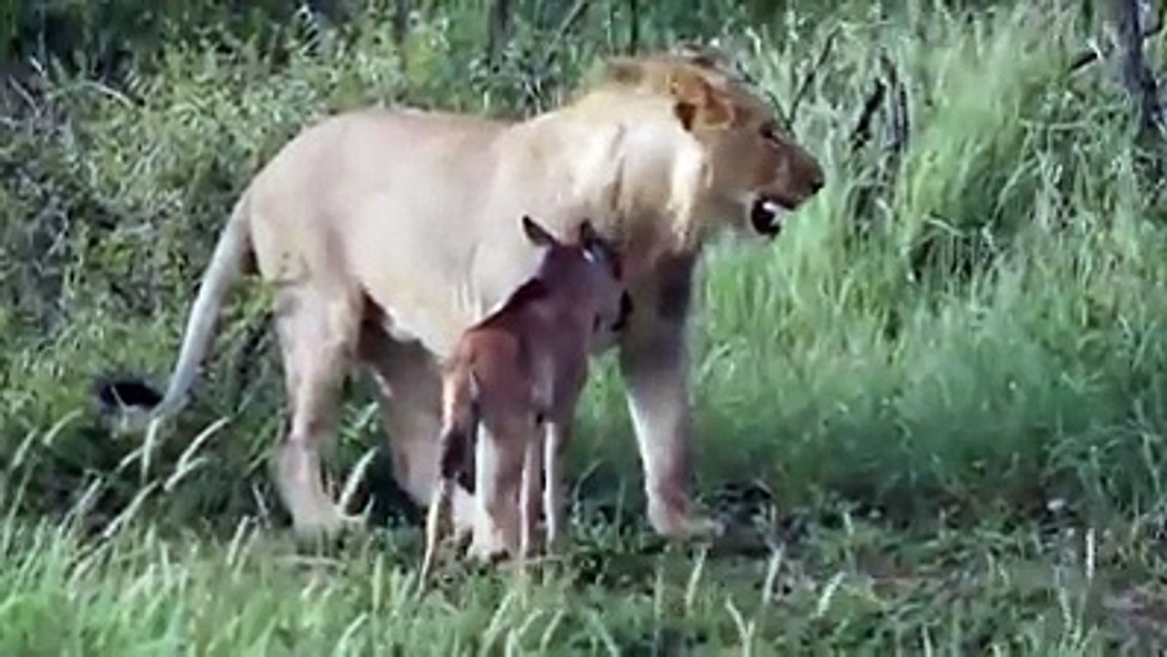The lion chases down the gnu