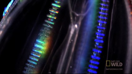 World's Weirdest - Neon Killers