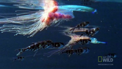 World's Weirdest - Portuguese Man-of-War