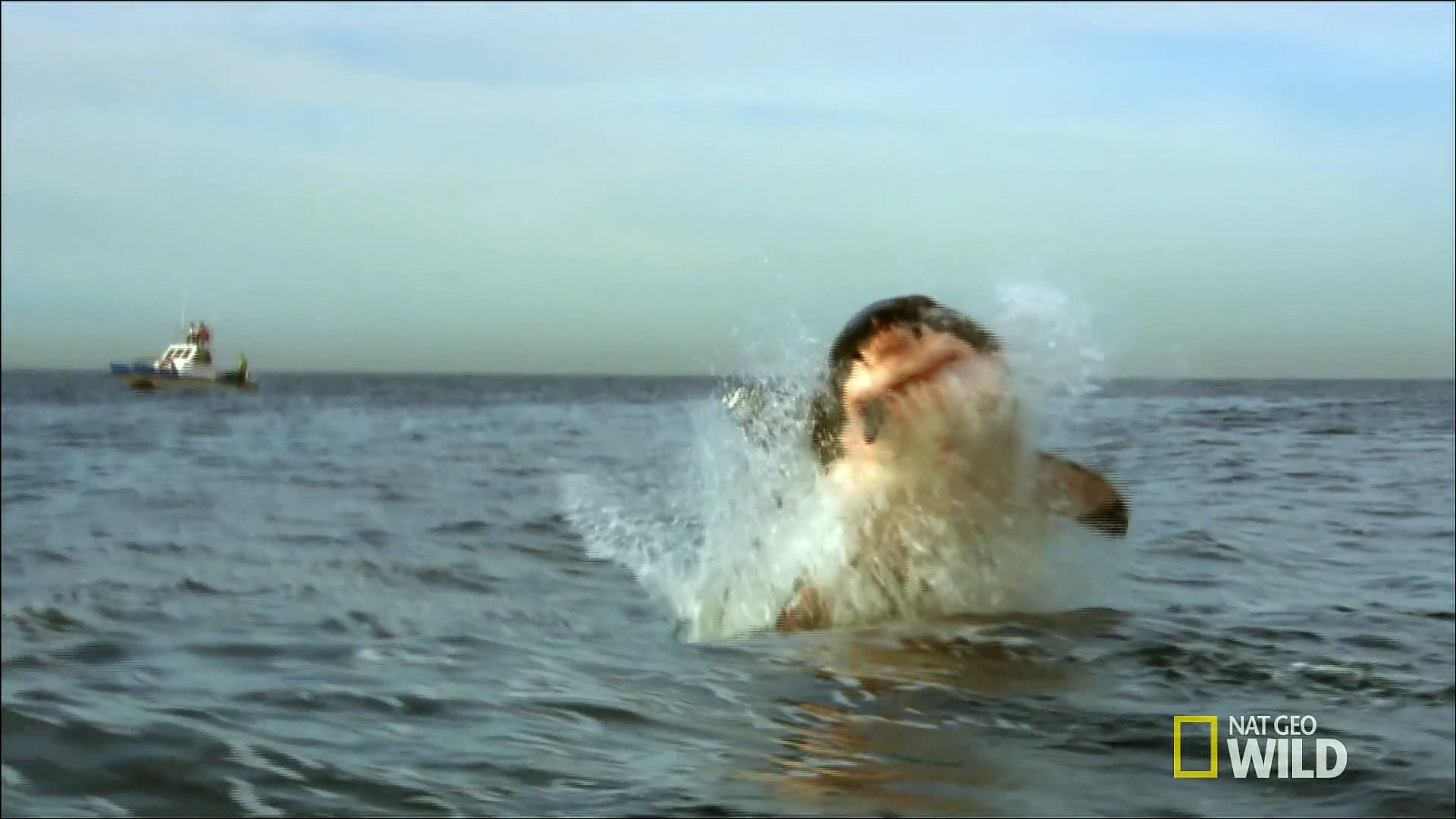 ⁣World's Weirdest - Promiscuous Dolphins