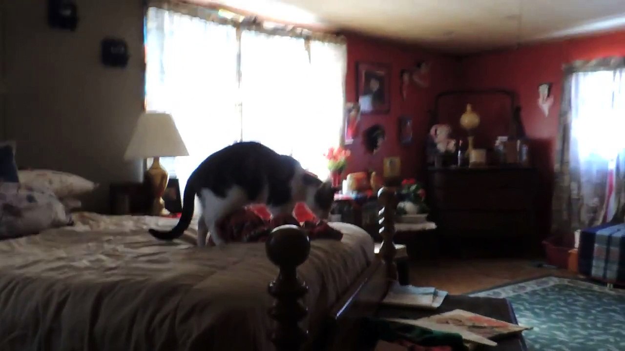 Cat humping my mom's betty boop pants!