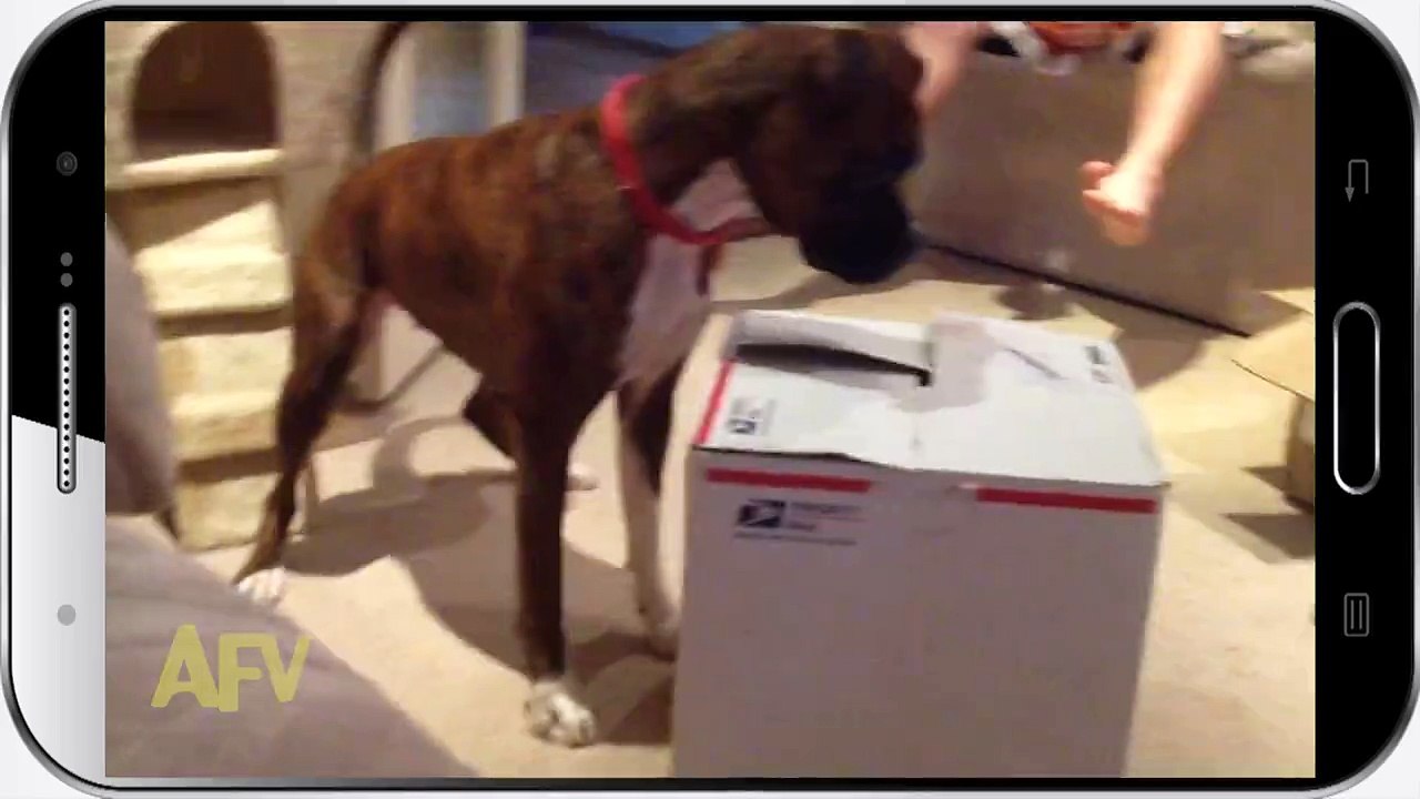 This Kitty Is Hiding In A Box To Pop Out And Scare The Dog