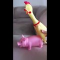 El cerdo y el pollo manteniendo relaciones