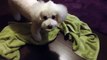 Bichon frise Yuyu loves rubbing her face on bath towel