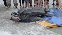 This Sea Turtle Was Released Back Into The Wild