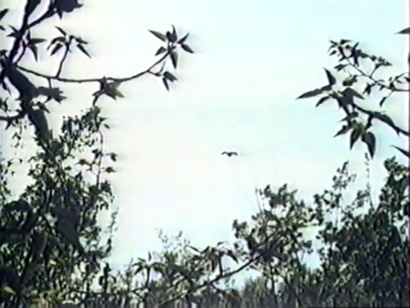 Grunko Films - Wildlife in Action Preview