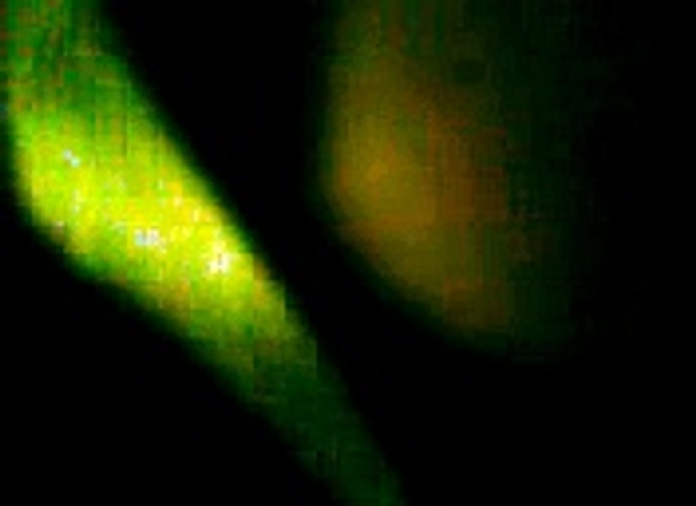 Majlis topic hasad 2013