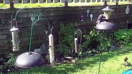 Regardez le saut DINGUE que va faire cet écureuil !