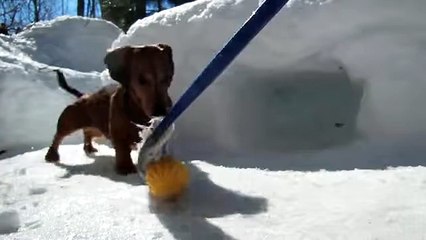 These Dachshunds are the world's cutest hockey players