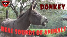 Donkey - Real Sounds of Animals