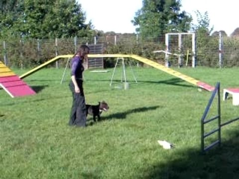 Vaudou Début agility