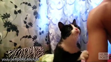 Compilation de chats demandent des caresses