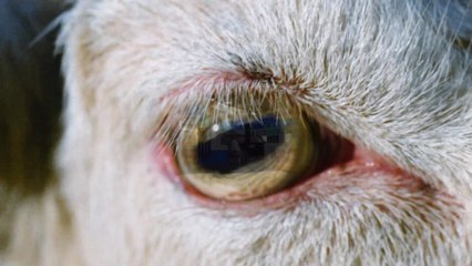 Goat Simulator Xbox Trailer (2015) - OFFICIAL (Xbox One/Xbox 360)