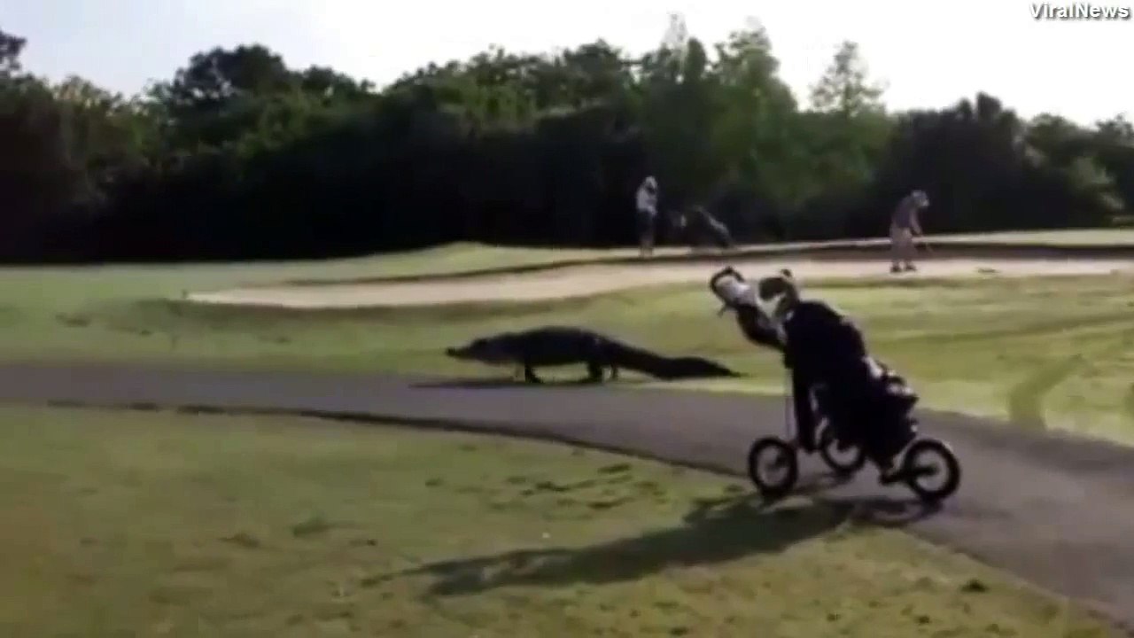Balade d'un alligator sur un parcours de golf