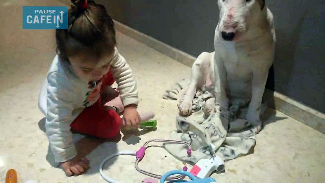 Ce bull terrier passe une visite médicale par une fillette médecin de 4 ans