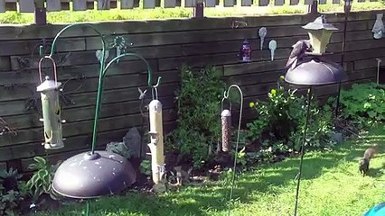 Un écureuil déterminé saute sur une mangeoire