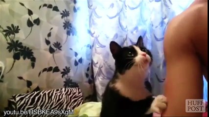 Compilation de chats qui demandent des caresses