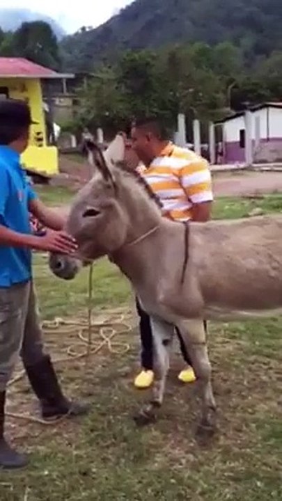 Régis essaye de monter sur le dos d'un âne