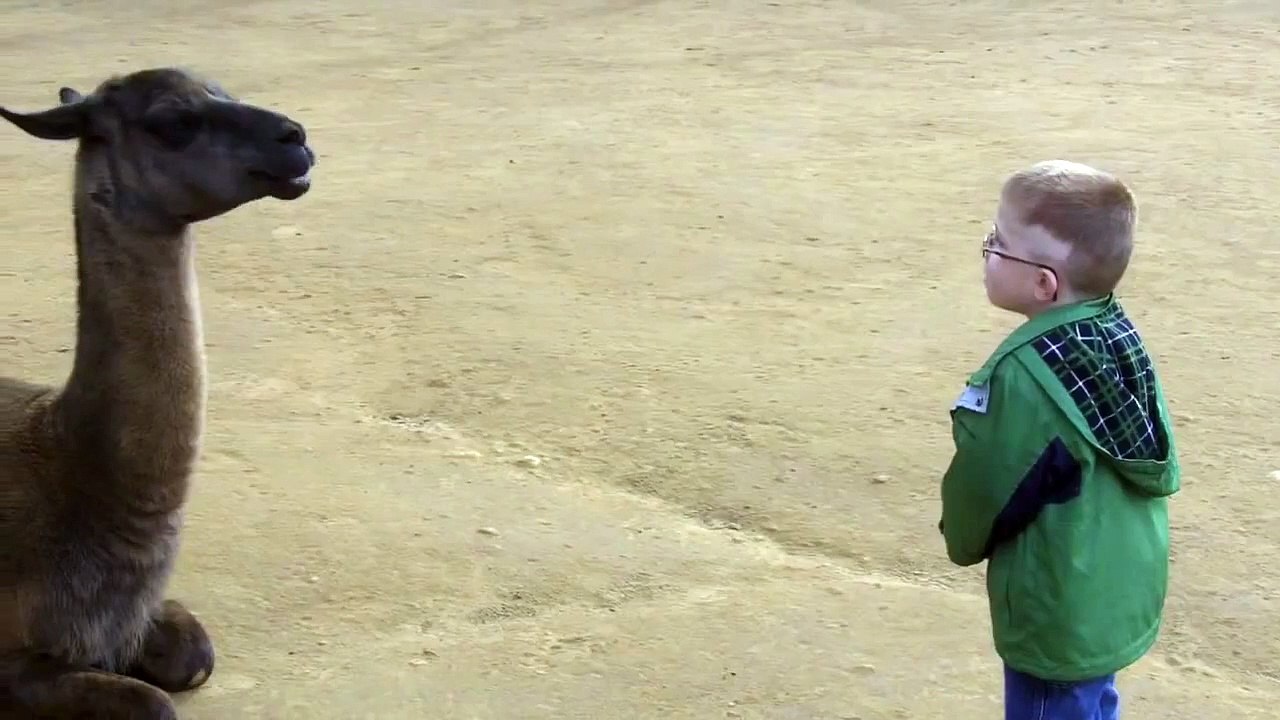 Llama spits on Funny Boy ! Funny !