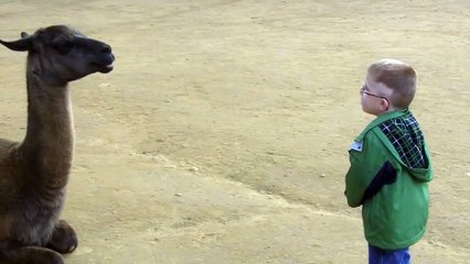 Llama spits on Funny Boy ! Funny !