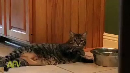 Lazy Cat - Funny Cats Videos