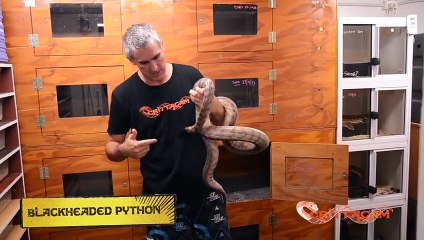 Snake Eating Snakes   CrittaCam