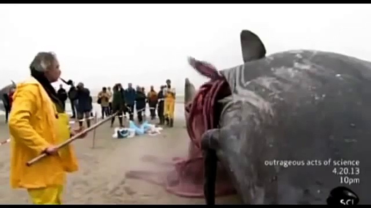Une baleine morte explose sur une plage