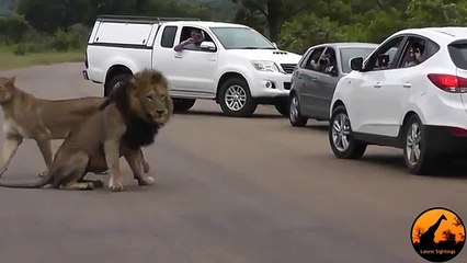 Un Lion montre aux touriste pourquoi il faut rester a l’intérieur de l'auto