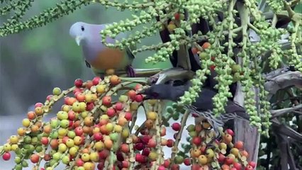 Surah Ar-Rehman Beautiful Voice