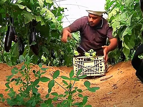 Израиль снова импортирует овощи и фрукты из сектора Газа