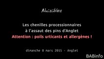 Les chenilles processionnaires à l'assaut des pins d'Anglet