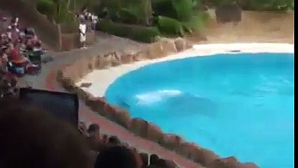 This is really Awesome sea animal s friendship witj human