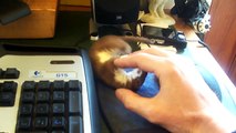 Ce bébé furet déteste les gamers!