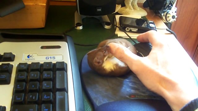 This Funny Weasel hates Gamers! So adorable