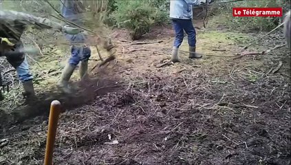 Séné (56). La jument Tulipe réalise des travaux agro-forestiers