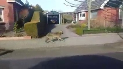 Un loup se balade dans un village des Pays-Bas