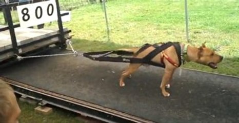 Pitbull Tek Başına 800 Ton Yükü Çekti