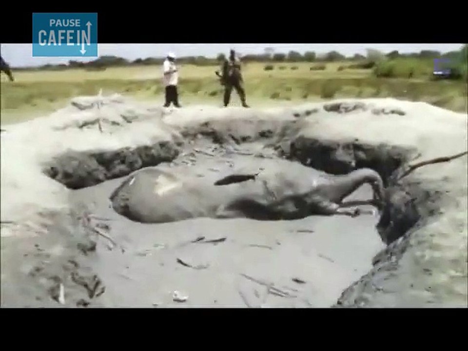 Tous les moyens sont bons pour sauver cet éléphant d'une mort certaine